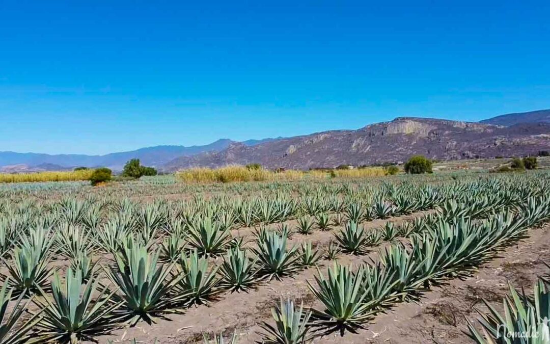 The Best Mezcal tour and tasting in Oaxaca, Mexico